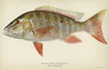 Fish: Mutton Snapper. /Nmutton Snapper (Lutjanus Analis). Lithograph By Julius Bien & Co., 1903. Poster Print by Granger Collection - Item # VARGRC0354149