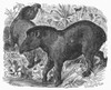 Tapir. /Nline Engraving, 19Th Century. Poster Print by Granger Collection - Item # VARGRC0101934