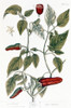 Chili Pepper, 1735. /Nline Engraving By Elizabeth Blackwell From Her Book 'A Curious Herbal' Published In London, 1735. Poster Print by Granger Collection - Item # VARGRC0126523