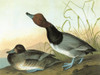 Audubon: Redhead. /Nredhead, Or Red-Headed Duck (Aythya Americana). Engraving After John James Audubon For His 'Birds Of America,' 1827-38. Poster Print by Granger Collection - Item # VARGRC0325333