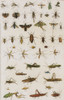 Insects, Seba's Thesaurus, 1734 Poster Print by Science Source - Item # VARSCIBW7026