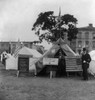 San Francisco Earthquake. /Na Tent Used For A Post Office, Following The Earthquake Of 18 April 1906. Stereograph, 1906. Poster Print by Granger Collection - Item # VARGRC0119582