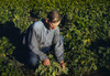 Farming, 1940. /Na Homesteader Tending To Bean Plants In Pie Town, New Mexico. Photograph By Russell Lee, 1940. Poster Print by Granger Collection - Item # VARGRC0352021