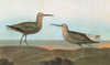 Audubon: Sandpiper. /Nstilt Sandpiper (Calidris Himantopus). Engraving After John James Audubon For His 'Birds Of America,' 1827-38. Poster Print by Granger Collection - Item # VARGRC0350492