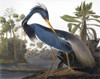 Audubon: Heron. /Nlouisiana Heron (Hydranassa Tricolor). Colored Engraving From John James Audubon'S 'The Birds Of America,' 1827-38. Poster Print by Granger Collection - Item # VARGRC0011308