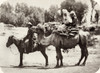 Central Asian Travelers. /Na Group Of Central Asian Travelers On Horseback And Camel. Photograph, C1870. Poster Print by Granger Collection - Item # VARGRC0115546