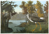 Audubon: Yellowlegs. /Nlesser Yellowlegs (Tringa Flavipes). Engraving After John James Audubon For His 'Birds Of America,' 1827-38. Poster Print by Granger Collection - Item # VARGRC0326794