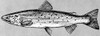 Salmon. /Nadult Salmon (Salmo Salar). Poster Print by Granger Collection - Item # VARGRC0034363