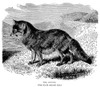 Coyote. /Nthe Coyote (Canis Latrans). Wood Engraving, American, C1900. Poster Print by Granger Collection - Item # VARGRC0053148