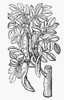 Botany: Carob Tree, 1633. /Nceratonia Siliqua. Woodcut From Thomas Johnson'S Edition, 1633, Of John Gerard'S 'Herball' First Published In 1597 In London, England, 1633. Poster Print by Granger Collection - Item # VARGRC0076418