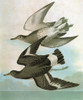 Audubon: Surfbird. /Nsurfbird (Aphriza Virgata). Engraving After John James Audubon For His 'Birds Of America,' 1827-38. Poster Print by Granger Collection - Item # VARGRC0326805