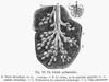 Human Lung Lobule. /Nline Engraving, French, 19Th Century. Poster Print by Granger Collection - Item # VARGRC0076977