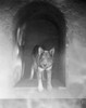 Rin-Tin-Tin (1916-1932). /Namerican Canine Actor. Still From The Film Jaws Of Steel, 1927, Starring Helen Ferguson. Poster Print by Granger Collection - Item # VARGRC0068221