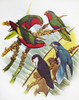 Group Of Lorys. /Nclockwise From Top Right: Blue-Crowned Lory, Ultramarine Lory, Tahitian Lory, Kuhl'S Lory, Stephen'S Lory. Illustration By William T. Cooper. Poster Print by Granger Collection - Item # VARGRC0087967