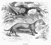 Weasel, 19Th Century. /Nwood Engraving, 19Th Century. Poster Print by Granger Collection - Item # VARGRC0101750
