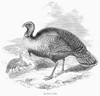 Wild Turkey, 1853. /Nwood Engraving, English, 1853. Poster Print by Granger Collection - Item # VARGRC0093089