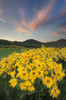 Methow Valley Wildflowers I Poster Print by Alan Majchrowicz - Item # VARPDX33790HR