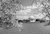 Jefferson Memorial with cherry blossoms, Washington, D.C. - Black and White Variant Poster Print by Carol Highsmith - Item # VARPDX463834