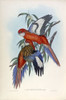 Fiery Parakeet Poster Print by John Gould - Item # VARPDXJGA08