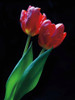 Romance Poster Print by Ily Szilagyi - Item # VARPDXPOD5884