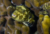 A map puffer blends with coral at dusk, Tioman Island, Malaysia Poster Print by Jennifer Idol/Stocktrek Images - Item # VARPSTJDL400224U