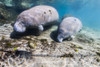 Manatee with calf in Crystal River, Florida Poster Print by Jennifer Idol/Stocktrek Images - Item # VARPSTJDL400176U