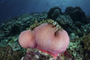 A magnificent sea anemone grows on a fragile reef in Komodo National Park Poster Print by Ethan Daniels/Stocktrek Images - Item # VARPSTETH401131U