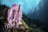 A coral reef in Indonesia hosts fish and sponges Poster Print by Brook Peterson/Stocktrek Images - Item # VARPSTBRP400033U