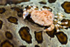 Crab on top of a sea cucumber, Milne Bay, Papua New Guinea Poster Print by Bruce Shafer/Stocktrek Images - Item # VARPSTBRU400131U