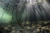 Bright sunbeams filter into the shadows of a mangrove forest in Komodo National Park Poster Print by Ethan Daniels/Stocktrek Images - Item # VARPSTETH401086U