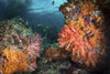 Soft corals on a coral reef in Raja Ampat, Indonesia Poster Print by Brook Peterson/Stocktrek Images - Item # VARPSTBRP400204U