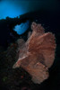 Sea fan on the reef in Banda Sea, Indonesia Poster Print by Aaron Wong/Stocktrek Images - Item # VARPSTAAW400022U Sea fan on the reef in Banda Sea, Indonesia Poster Print by Aaron Wong/Stocktrek Images - Item # VARPSTAAW400022U