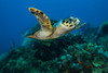 Hawksbille sea turtle swimming across a reef Poster Print by Jennifer Idol/Stocktrek Images - Item # VARPSTJDL400299U