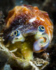 Conch eyes, Milne Bay, Papua New Guinea Poster Print by Bruce Shafer/Stocktrek Images - Item # VARPSTBRU400169U