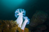 Giant plumose anemones anchor to a rock in Resurrection Bay, Alaska Poster Print by Jennifer Idol/Stocktrek Images - Item # VARPSTJDL400165U