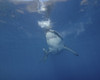 A great white shark at Guadalupe Island, Mexico Poster Print by Brent Barnes/Stocktrek Images - Item # VARPSTBBA400213U