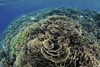 A beautiful and fragile coral reef grows in Komodo National Park, Indonesia Poster Print by Ethan Daniels/Stocktrek Images - Item # VARPSTETH401120U