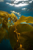 Giant kelp floats up from the seafloor in Catalina Islands Poster Print by Jennifer Idol/Stocktrek Images - Item # VARPSTJDL400108U