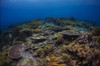 Reefscape in the Banda Sea, Indonesia Poster Print by Aaron Wong/Stocktrek Images - Item # VARPSTAAW400024U