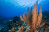 Reefscape on Grand Cayman, Cayman Islands Poster Print by Jennifer Idol/Stocktrek Images - Item # VARPSTJDL400120U