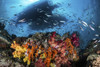 Two boats above a coral reef teeming with fish, Raja Ampat, Indonesia Poster Print by Brook Peterson/Stocktrek Images - Item # VARPSTBRP400075U