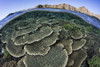 A beautiful and fragile coral reef grows in Komodo National Park, Indonesia Poster Print by Ethan Daniels/Stocktrek Images - Item # VARPSTETH401127U