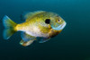 Bluegill sunfish school in Lake Phoenix, Virginia Poster Print by Jennifer Idol/Stocktrek Images - Item # VARPSTJDL400084U