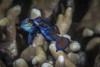 Two mandarinfish spawn and release eggs, Anilao, Philippines Poster Print by Brook Peterson/Stocktrek Images - Item # VARPSTBRP400153U