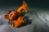 Giant plumose anemones on the seafloor, Puget Sound, Washington Poster Print by Jennifer Idol/Stocktrek Images - Item # VARPSTJDL400063U