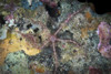 Brittle starfish in Komodo National Park, Indonesia Poster Print by Brandi Mueller/Stocktrek Images - Item # VARPSTBMU400196U