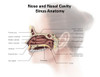 Digital illustration of nose and nasal sinus anatomy Poster Print by Alan Gesek/Stocktrek Images - Item # VARPSTAGK700078H