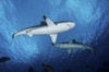 Grey reef sharks, Yap, Micronesia Poster Print by Andreas Schumacher/Stocktrek Images - Item # VARPSTSCH400007U