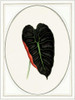 Close-Up Poster Print by Anne Waltz - Item # VARPDXWE0078