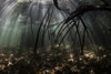 Bright sunbeams filter into the shadows of a mangrove forest in Komodo National Park Poster Print by Ethan Daniels/Stocktrek Images - Item # VARPSTETH401114U